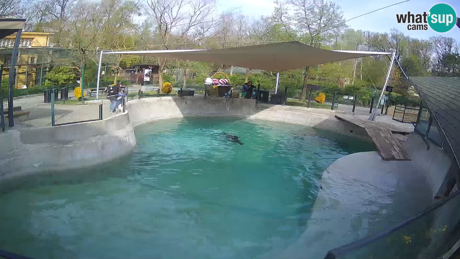Zoo Zagreb – Kalifornijski morski lav