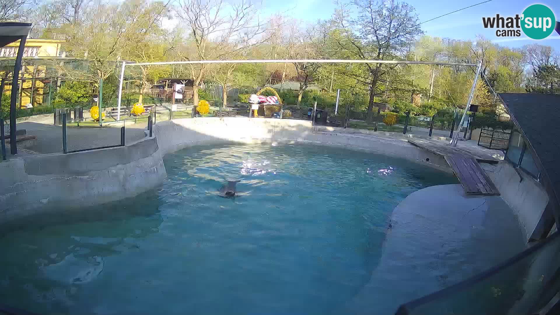 Zoo Zagreb – Kalifornijski morski lav