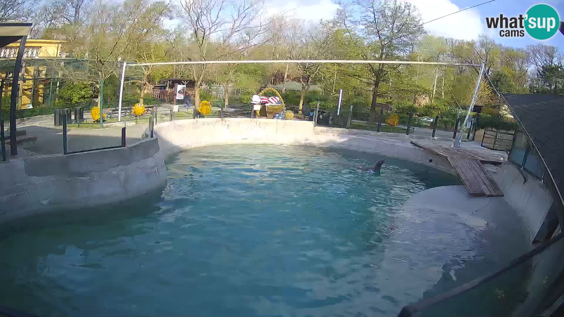 Zoo Zagreb – Kalifornijski morski lav