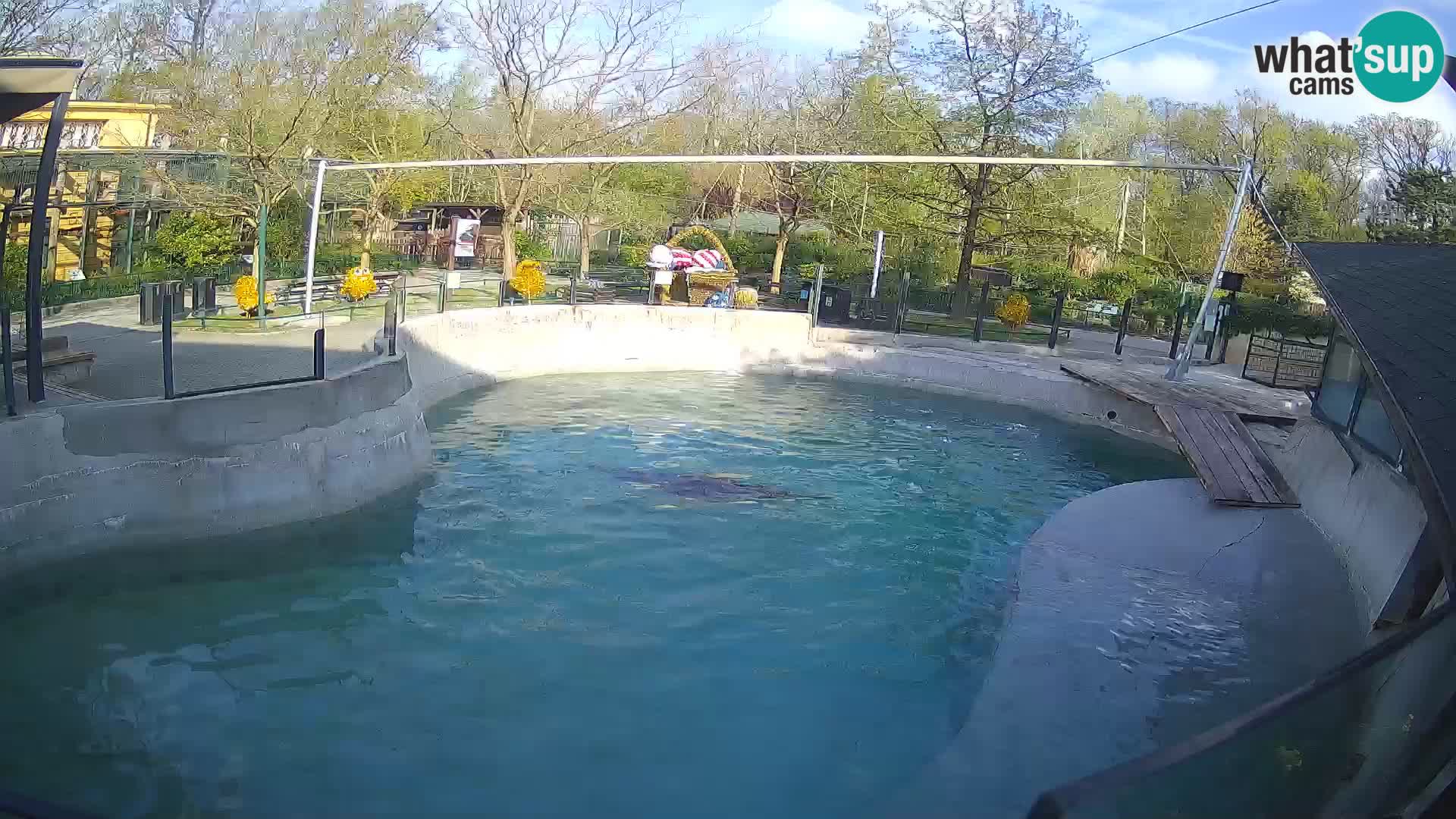 Zoo Zagreb – Kalifornijski morski lav