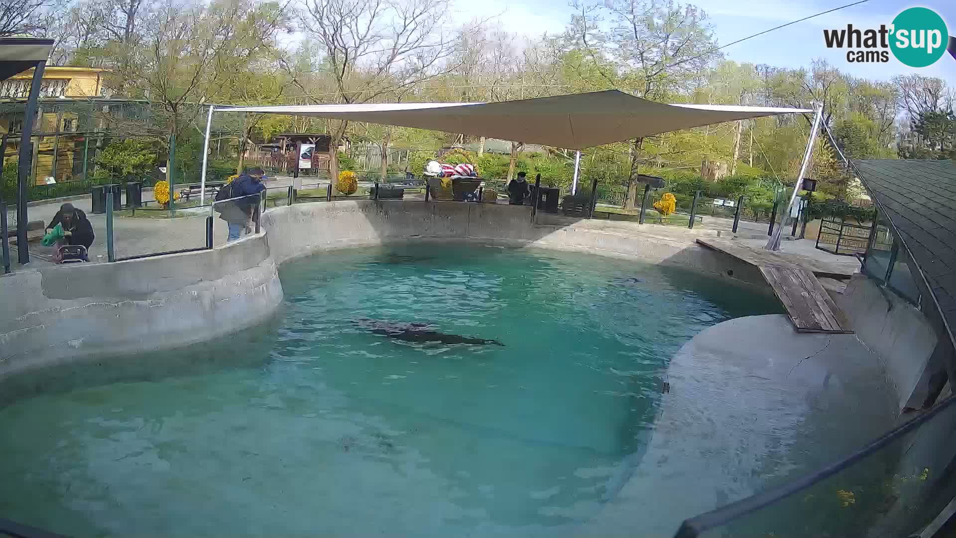Zoo Zagreb –  León marino de California