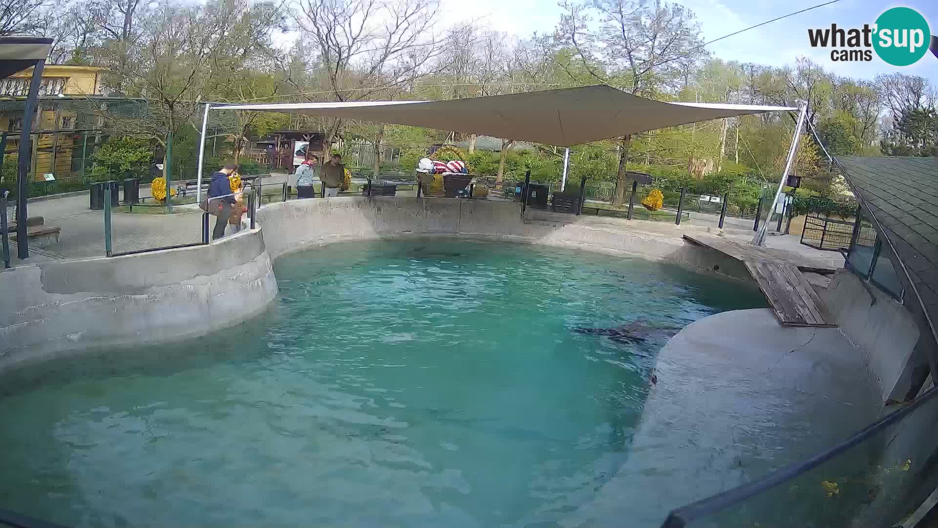 Zoo Zagreb – Kalifornijski morski lav