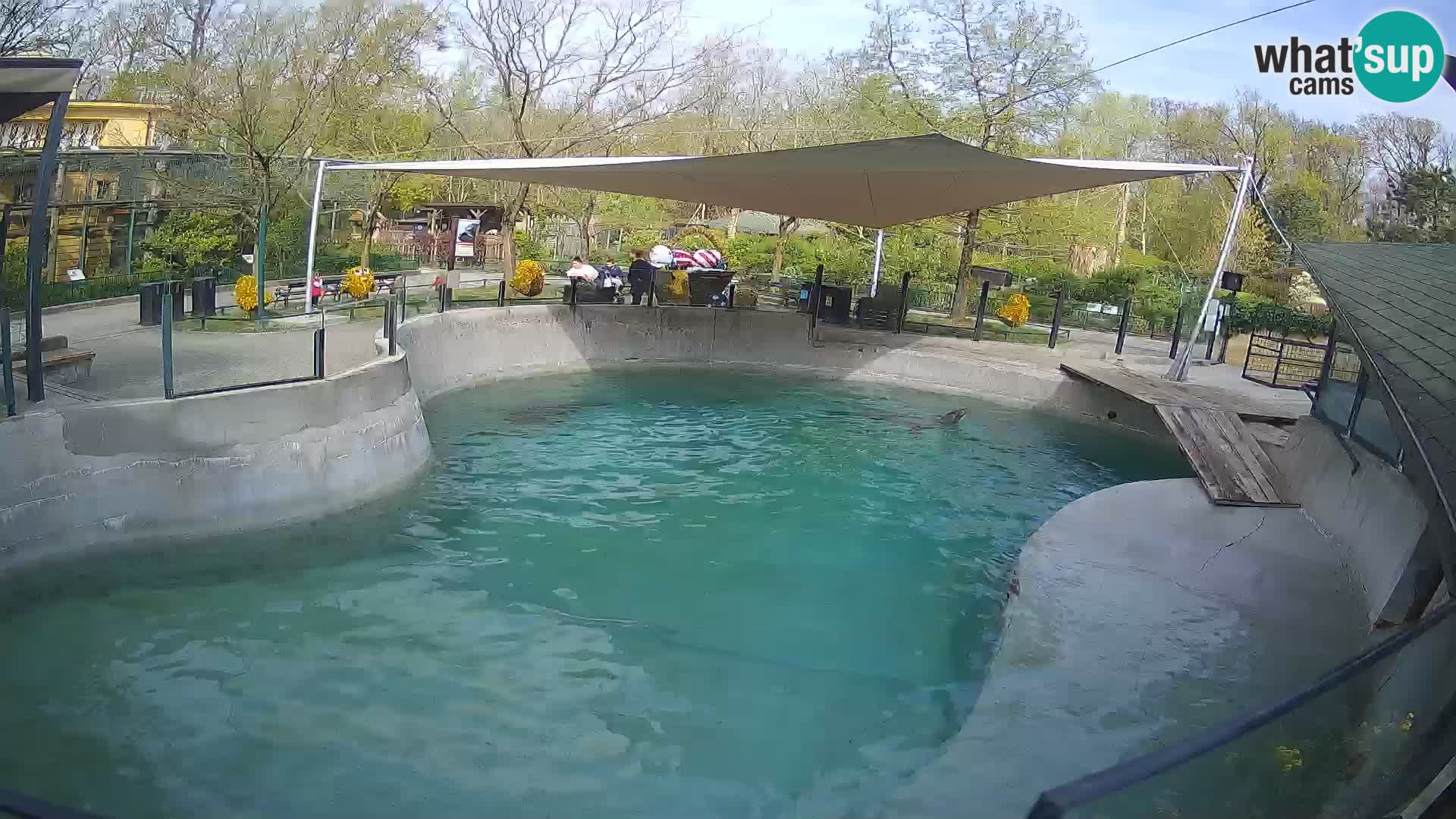 Zoo Zagreb – Kalifornijski morski lav