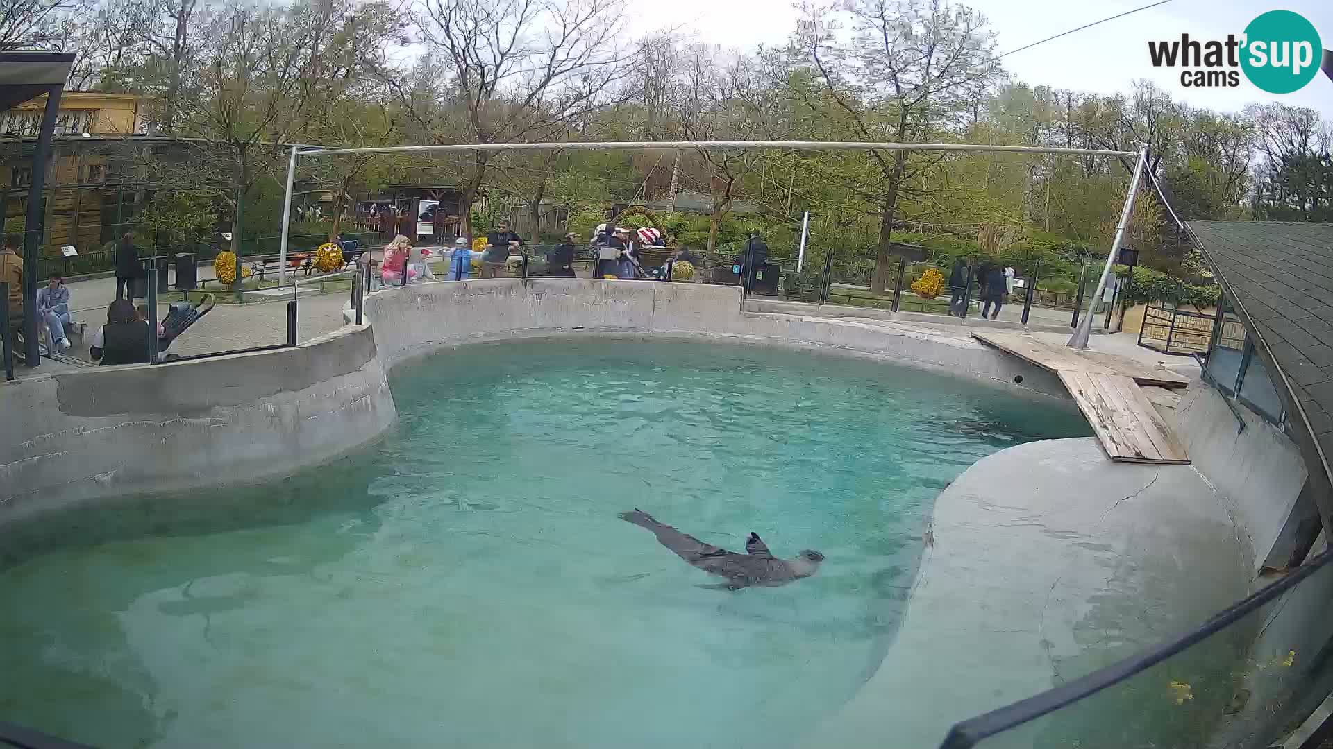 Zoo Zagreb – Kalifornijski morski lav