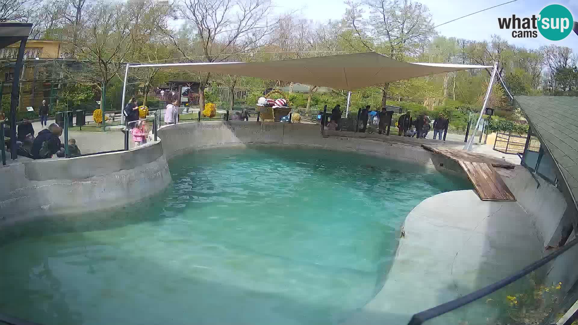Zoo Zagreb –  León marino de California