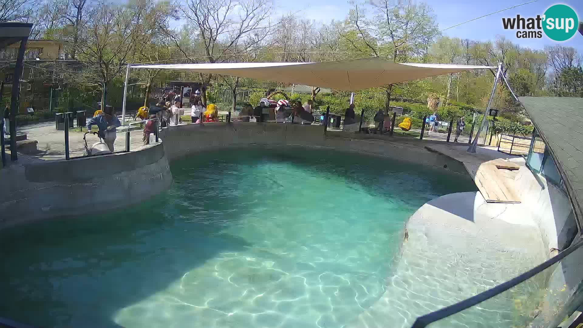 Zoo Zagreb –  León marino de California