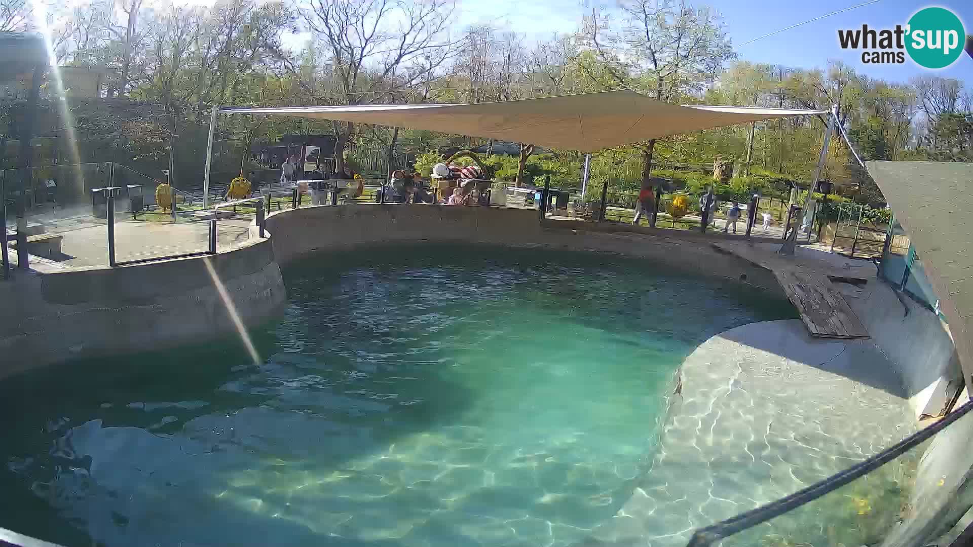 Zoo Zagreb – Kalifornijski morski lav