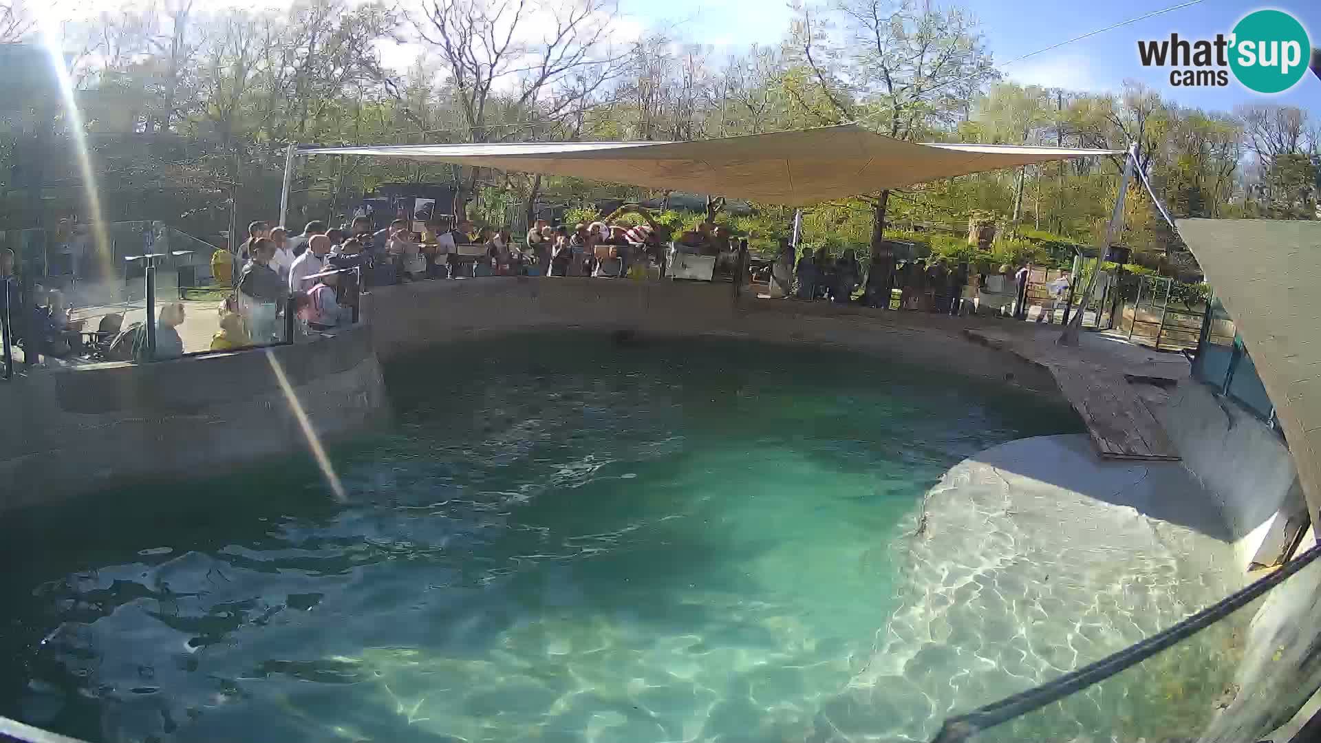 Zoo Zagreb – Otarie de Californie