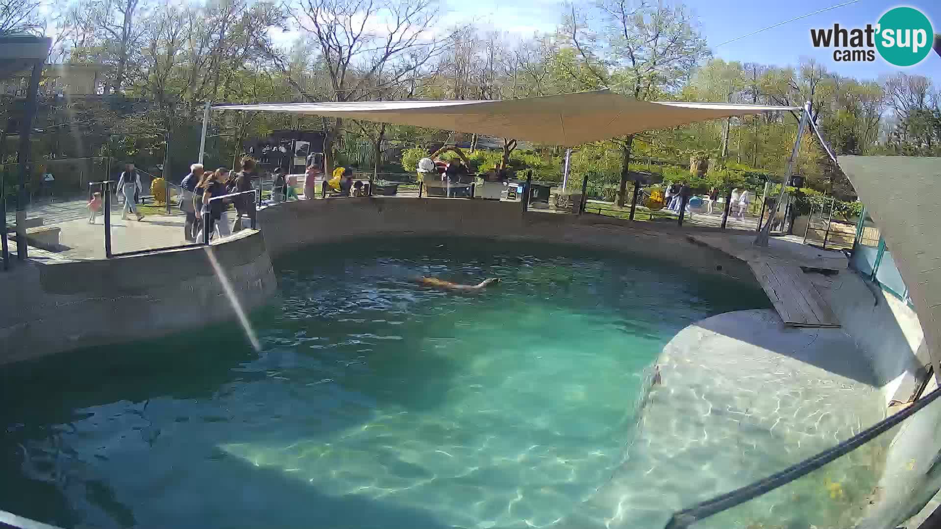 Zoo Zagreb –  León marino de California