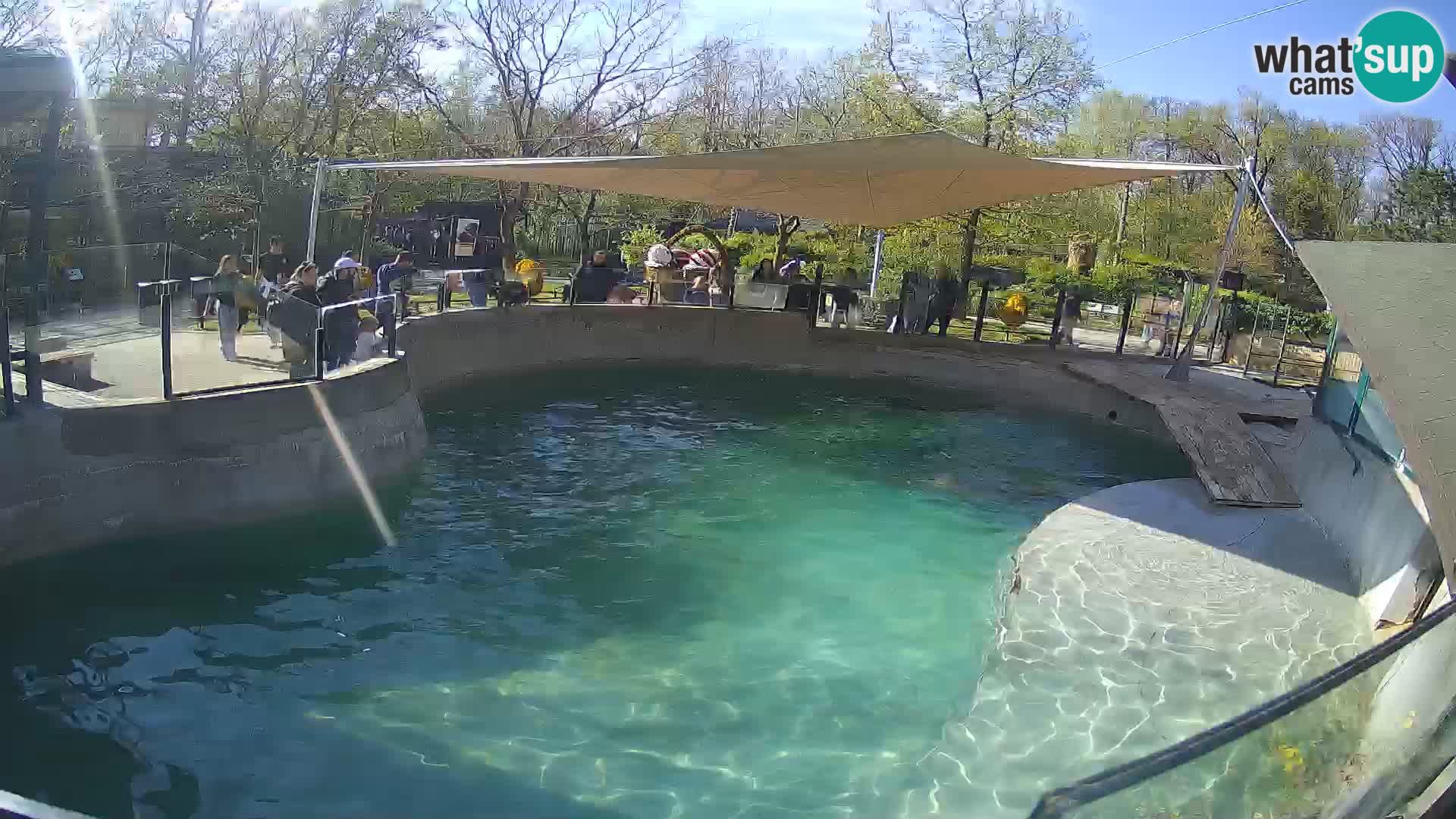 Zoo Zagreb –  León marino de California