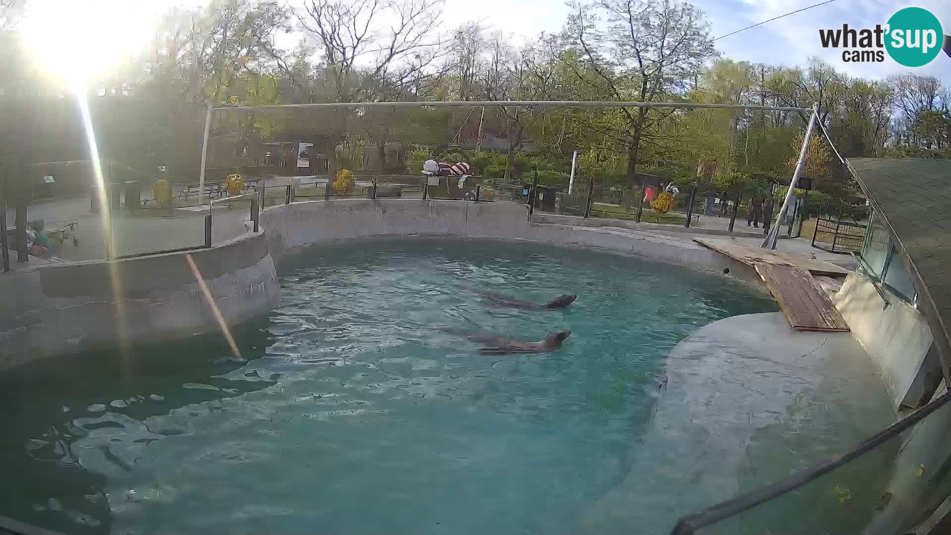 Zoo Zagreb – Kalifornijski morski lav