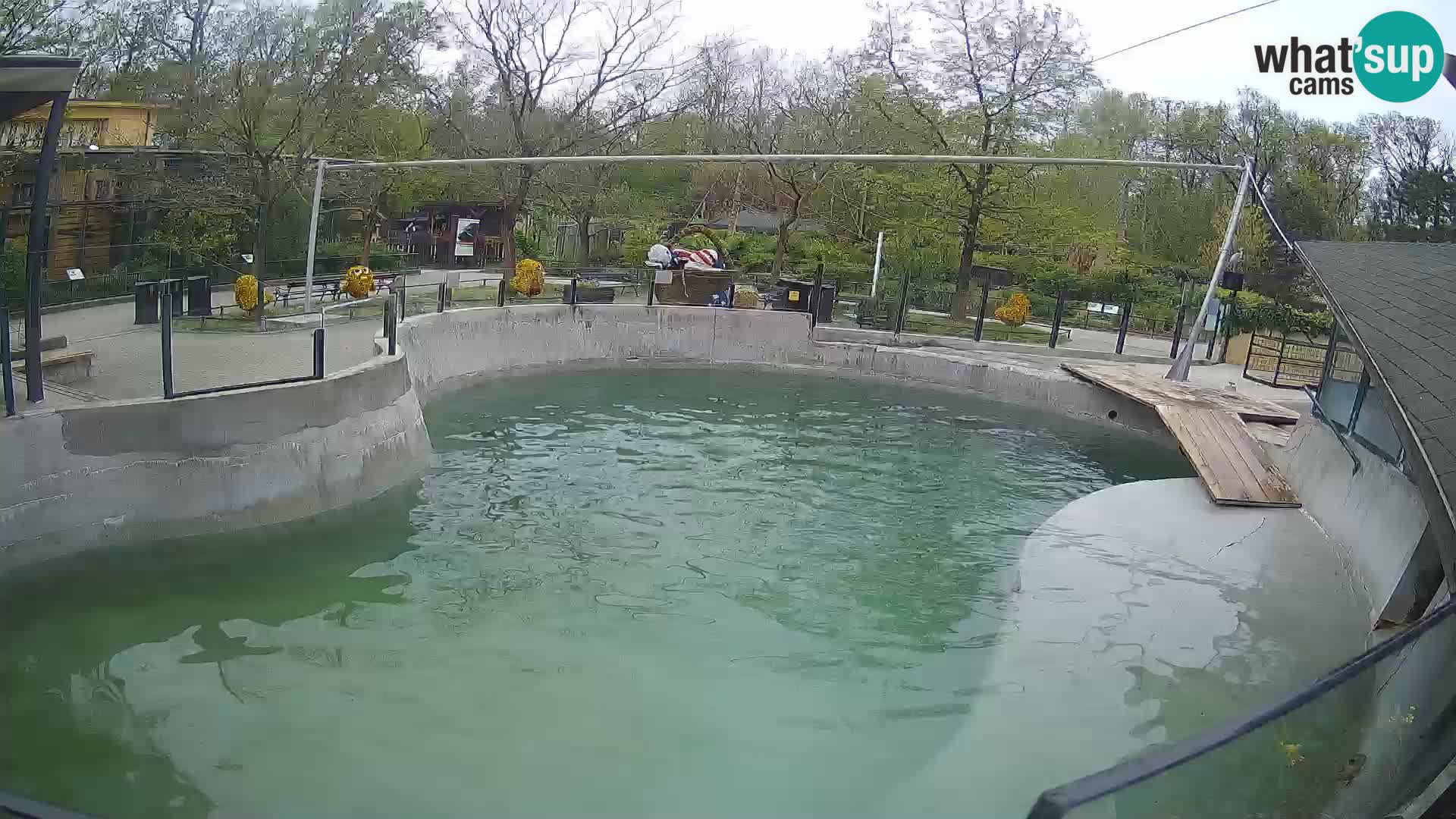 Zoo Zagreb – Kalifornijski morski lav