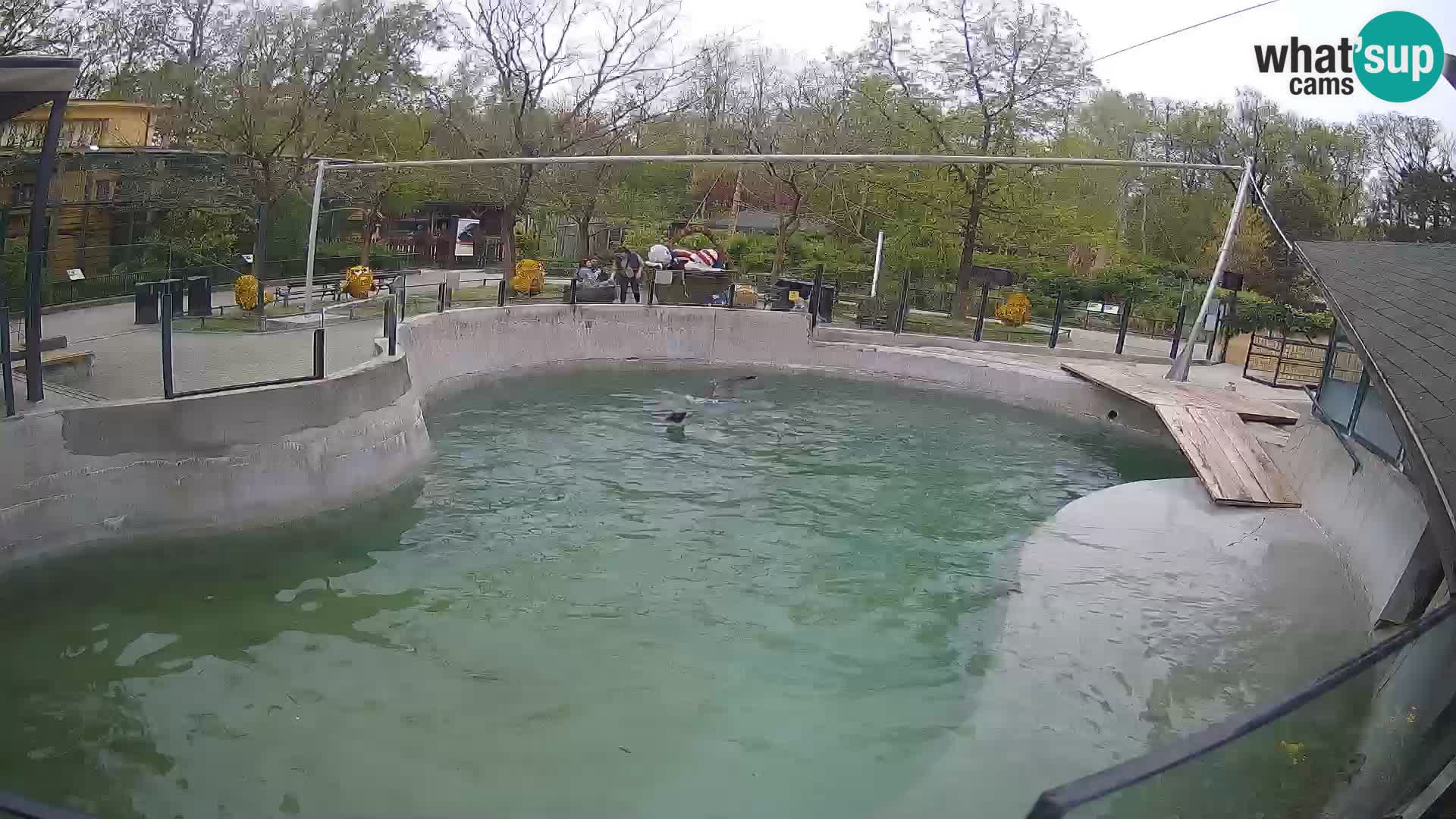 Zoo Zagreb – Kalifornijski morski lav