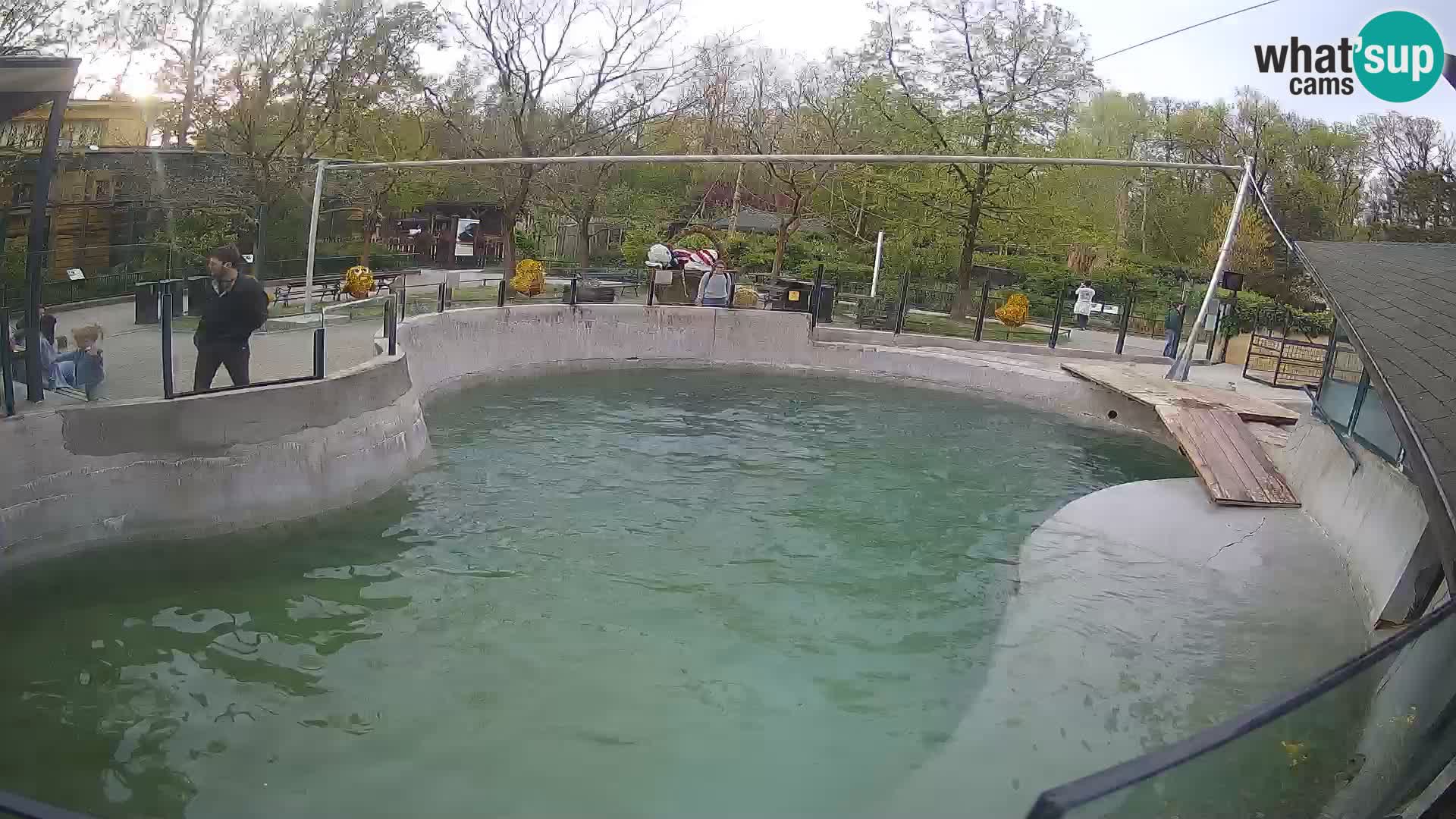 Zoo Zagreb – Kalifornijski morski lav