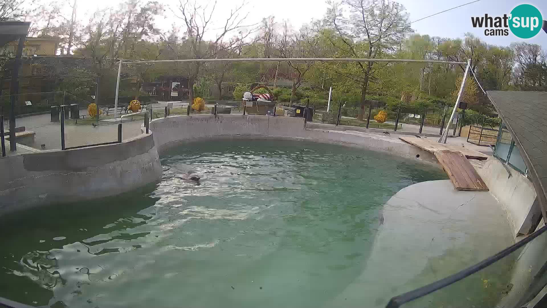 Zoo Zagreb – Kalifornijski morski lav