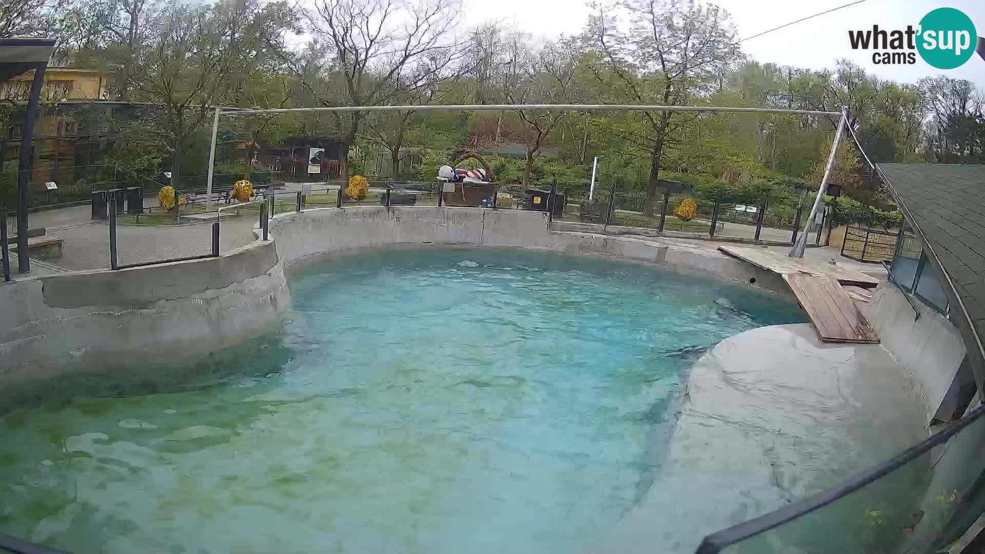 Zoo Zagreb – Kalifornijski morski lav