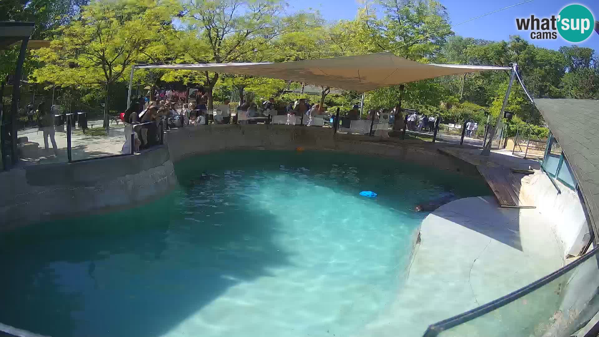 Zoo Zagreb – Otarie de Californie