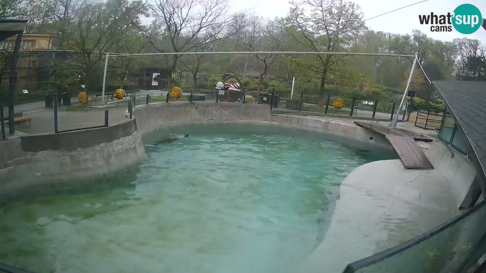 Zoo Zagreb –  León marino de California