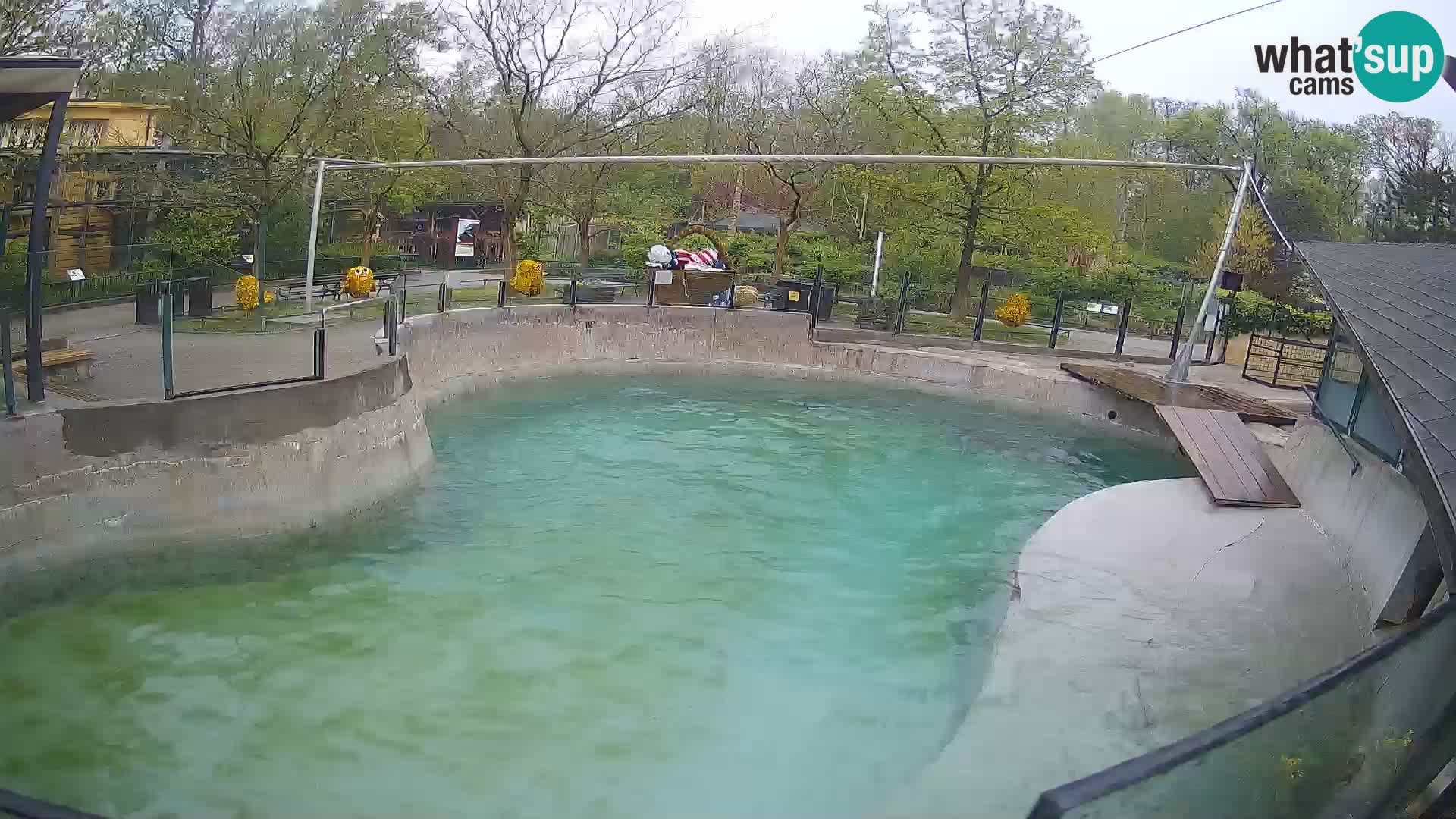 Zoo Zagreb – Otarie de Californie