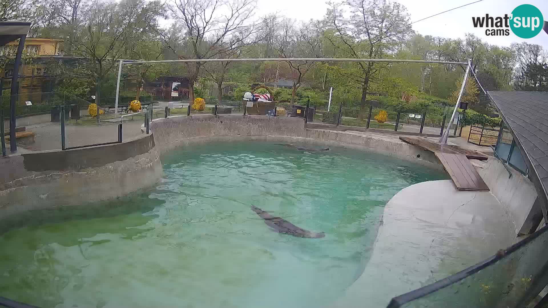 Zoo Zagreb –  León marino de California