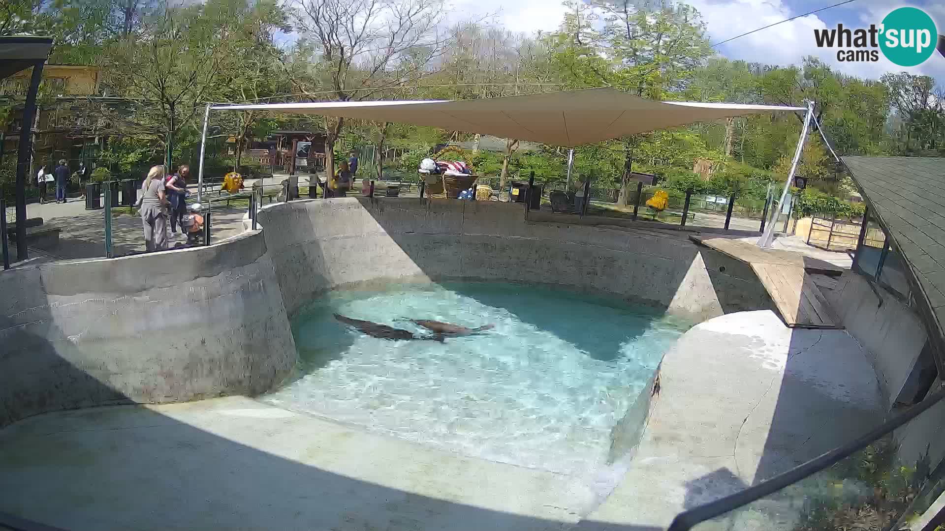 Zoo Zagreb –  León marino de California