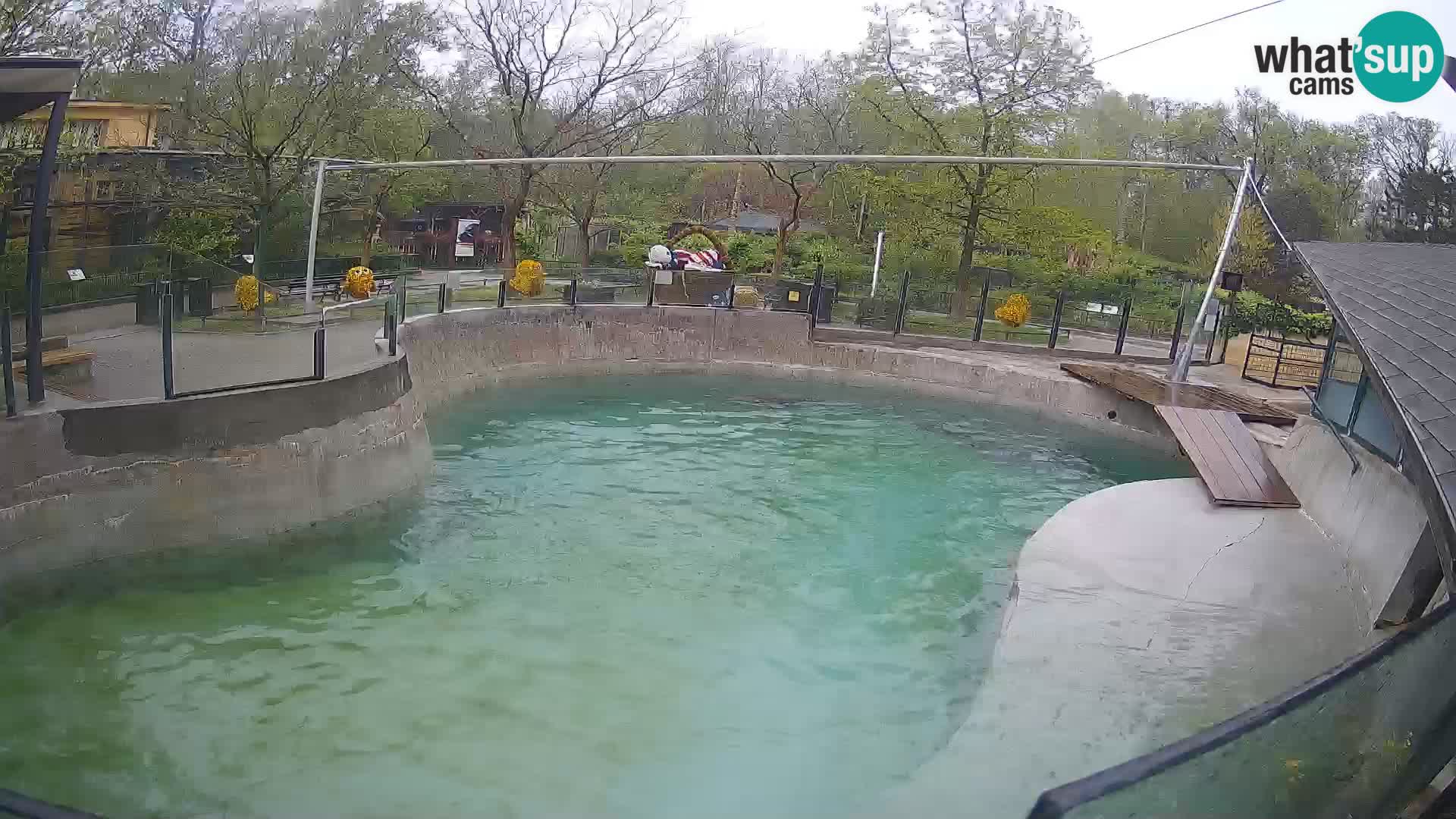 Zoo Zagreb – Kalifornijski morski lav