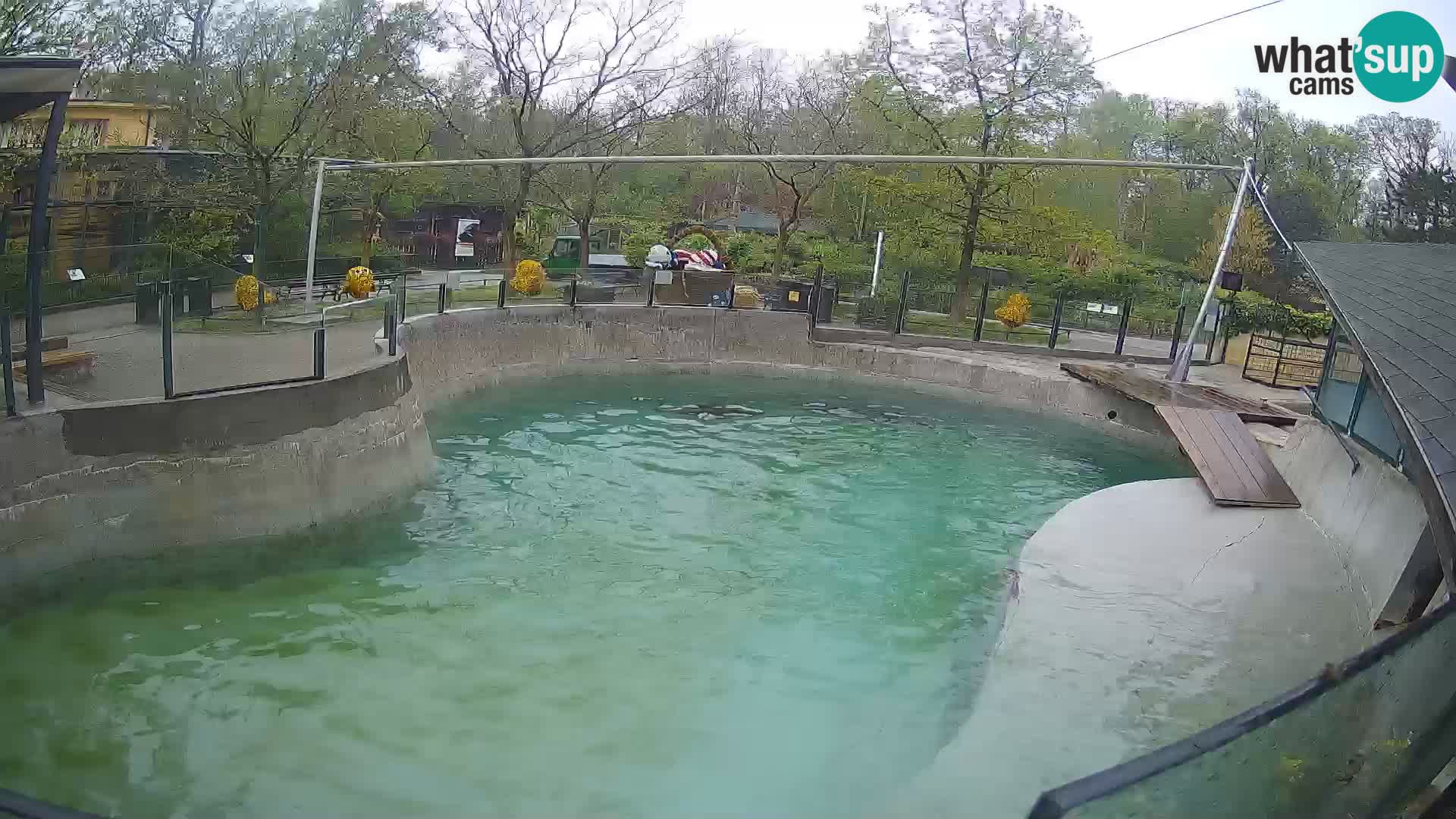Zoo Zagreb –  León marino de California