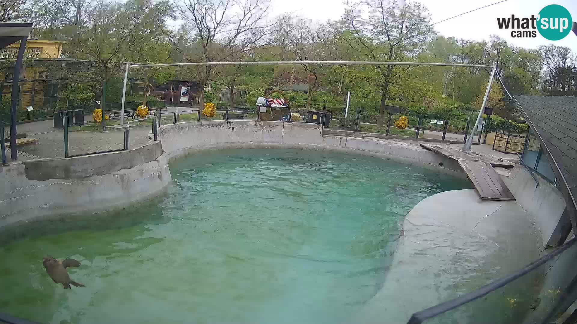 Zoo Zagreb – Kalifornijski morski lav