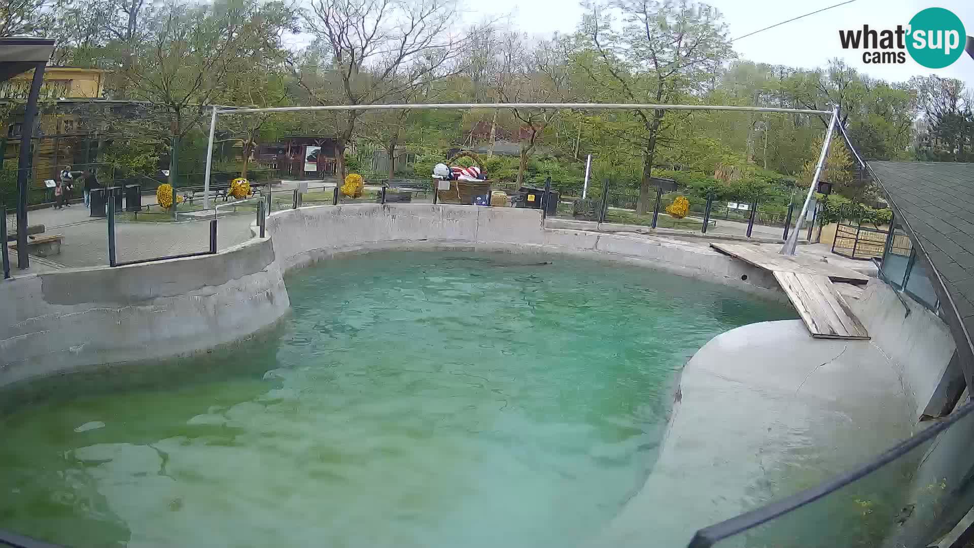 Zoo Zagreb – Kalifornijski morski lav