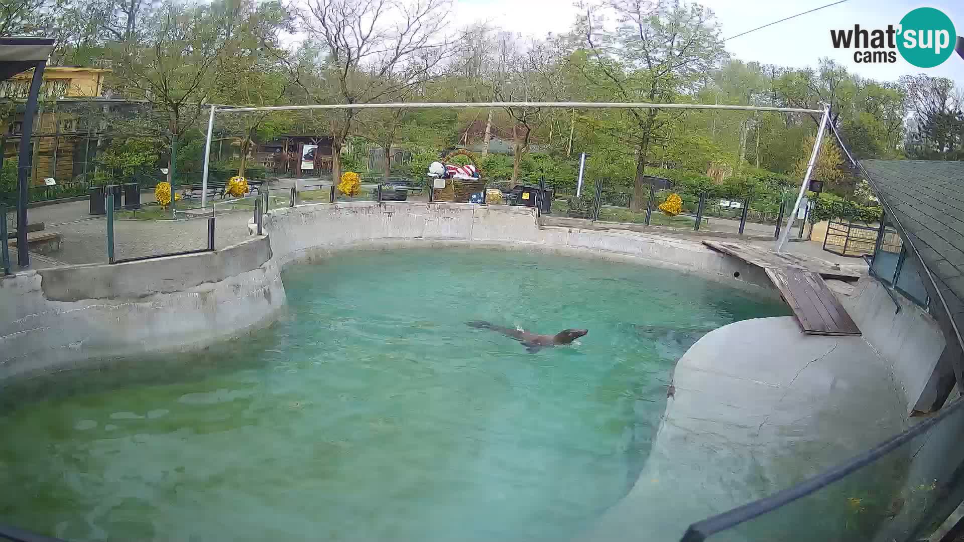 Zoo Zagreb – Kalifornijski morski lev