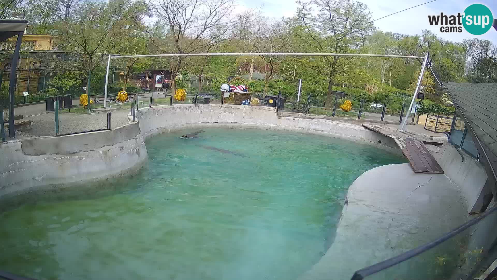 Zoo Zagreb – Otaria della California