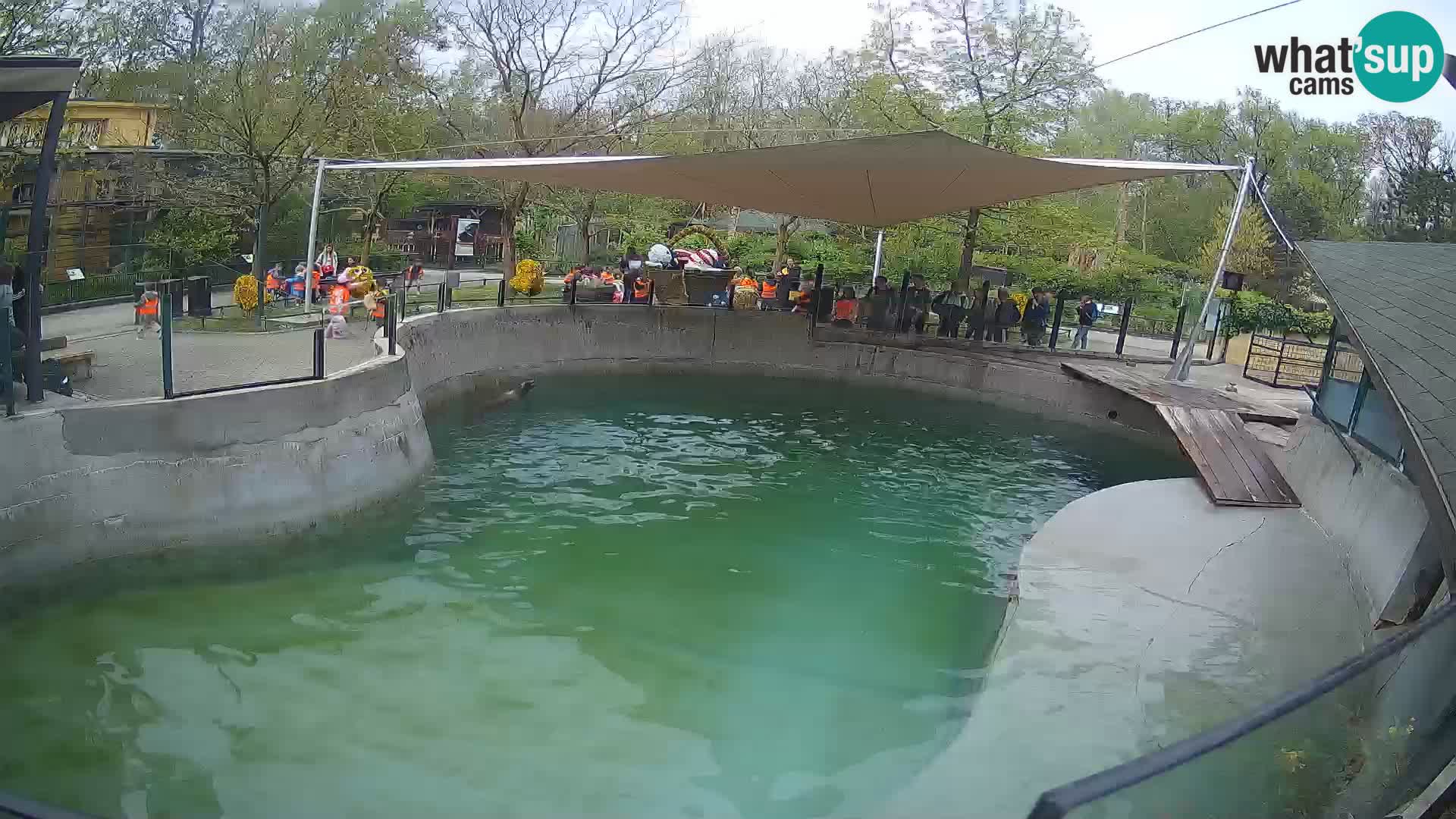 Zoo Zagreb – Otaria della California