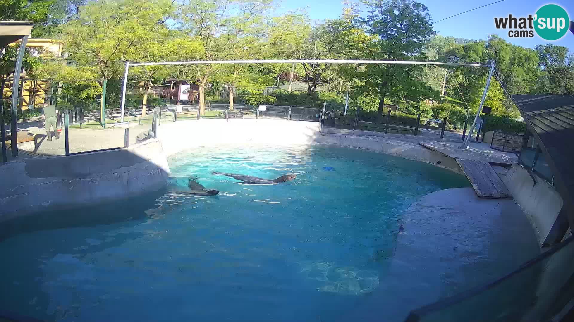 Zoo Zagreb – Kalifornijski morski lav