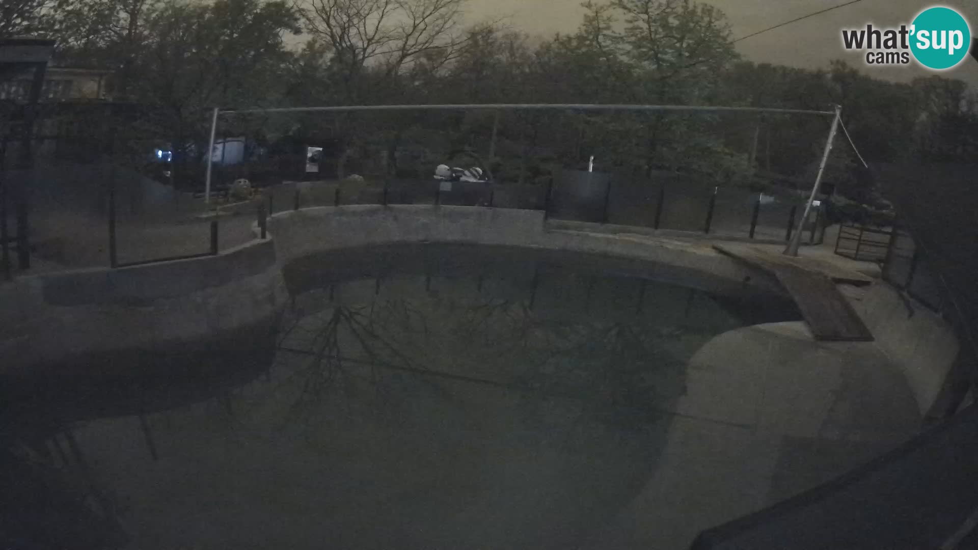 Zoo Zagreb – Kalifornijski morski lav