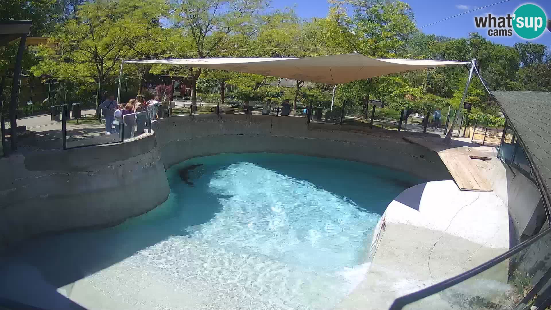 Zoo Zagreb –  León marino de California