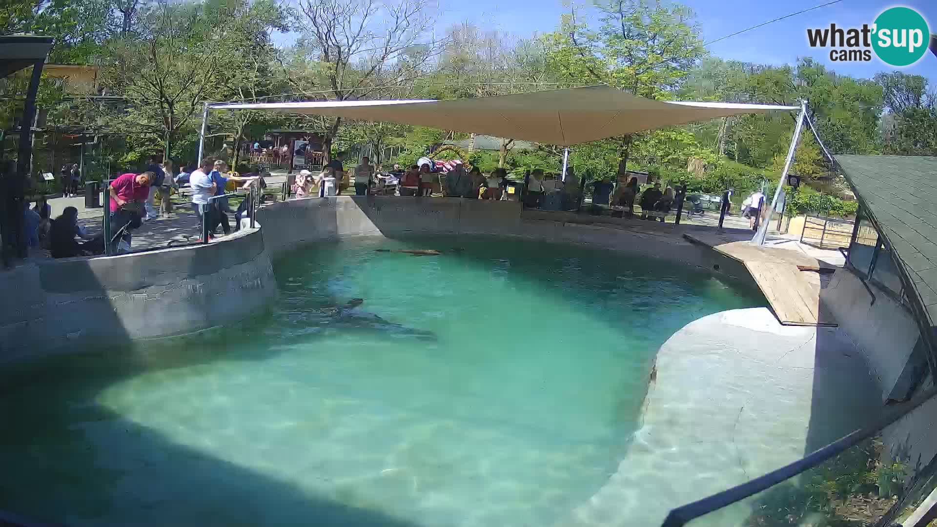 Zoo Zagreb – Kalifornijski morski lav