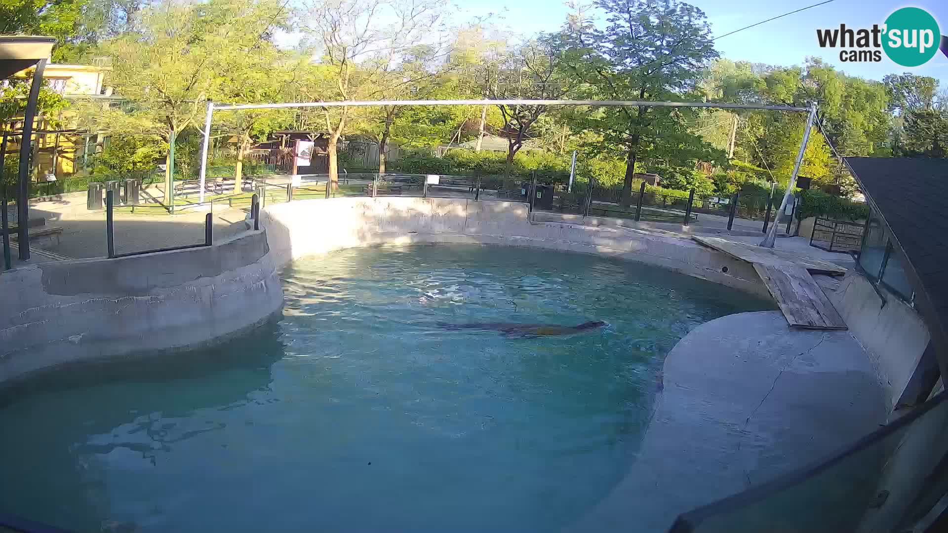 Zoo Zagreb – Kalifornischer Seelöwe