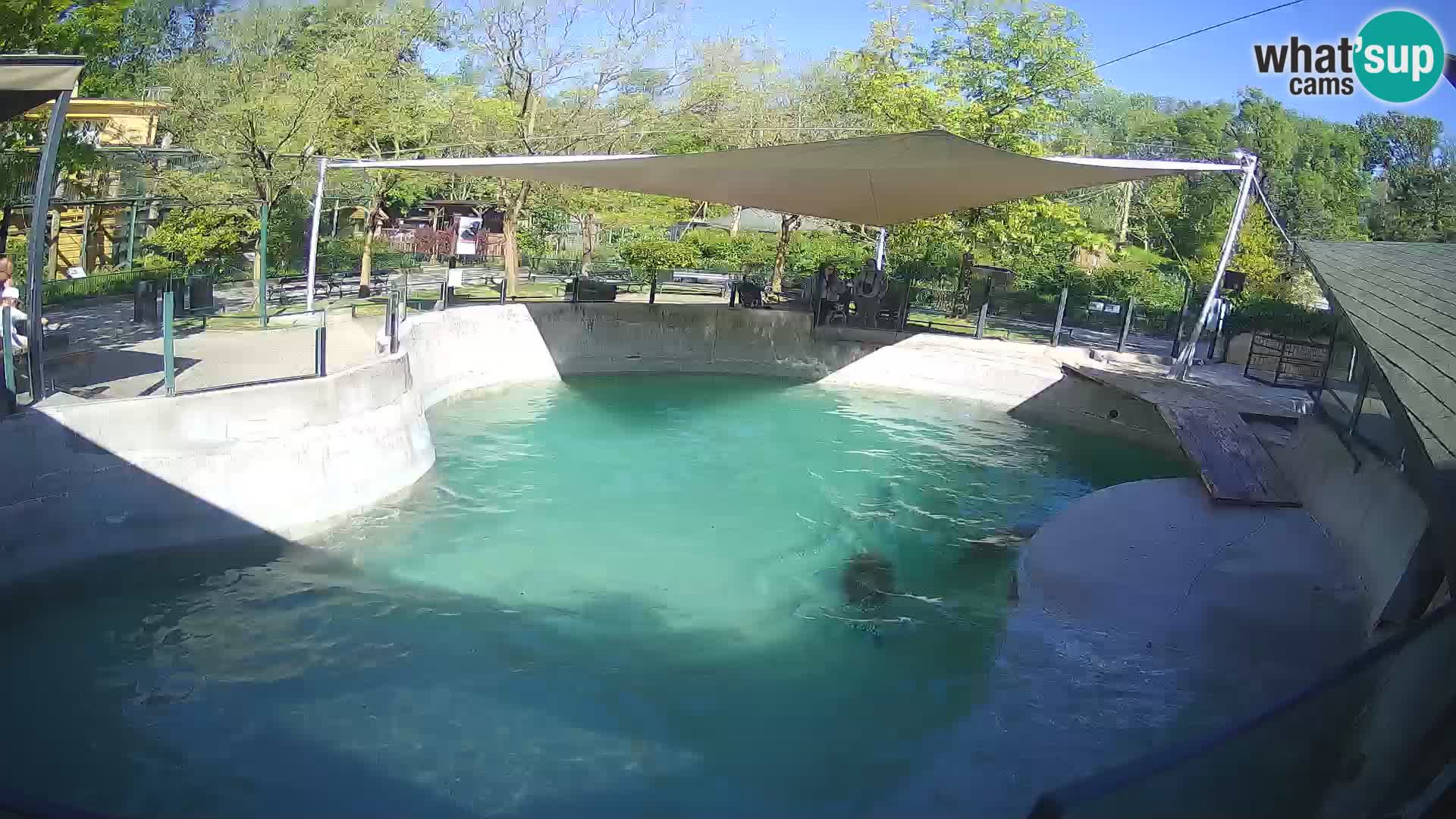 Zoo Zagreb – Otarie de Californie