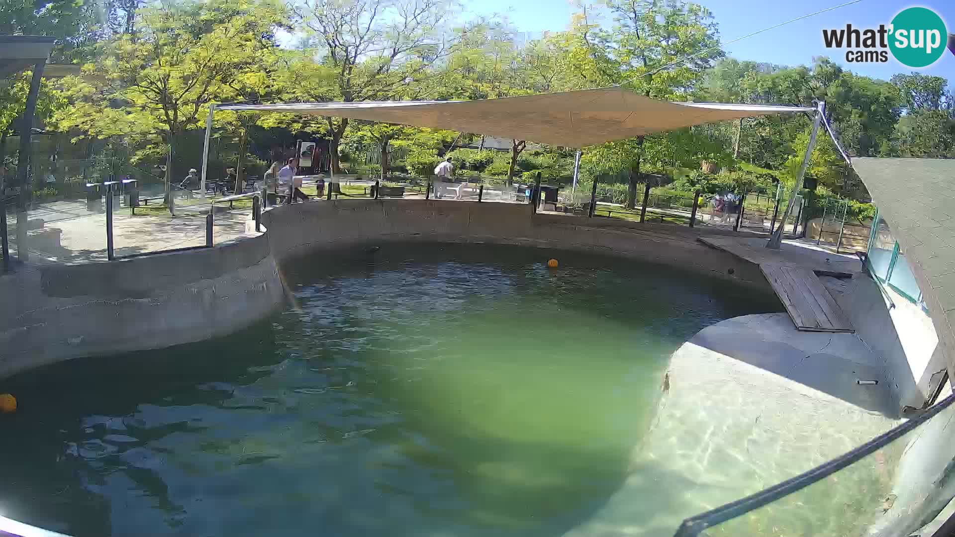 Zoo Zagreb –  León marino de California