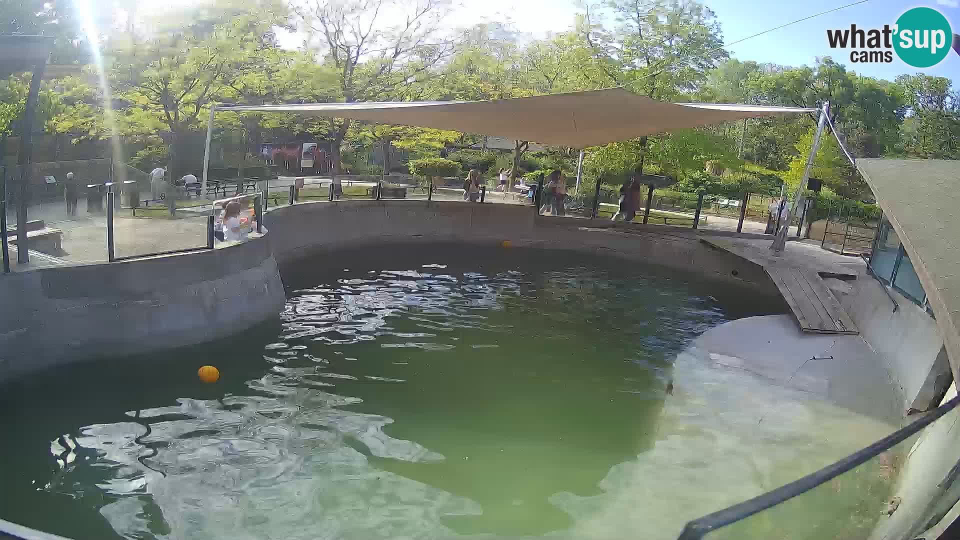 Zoo Zagreb – Kalifornijski morski lav