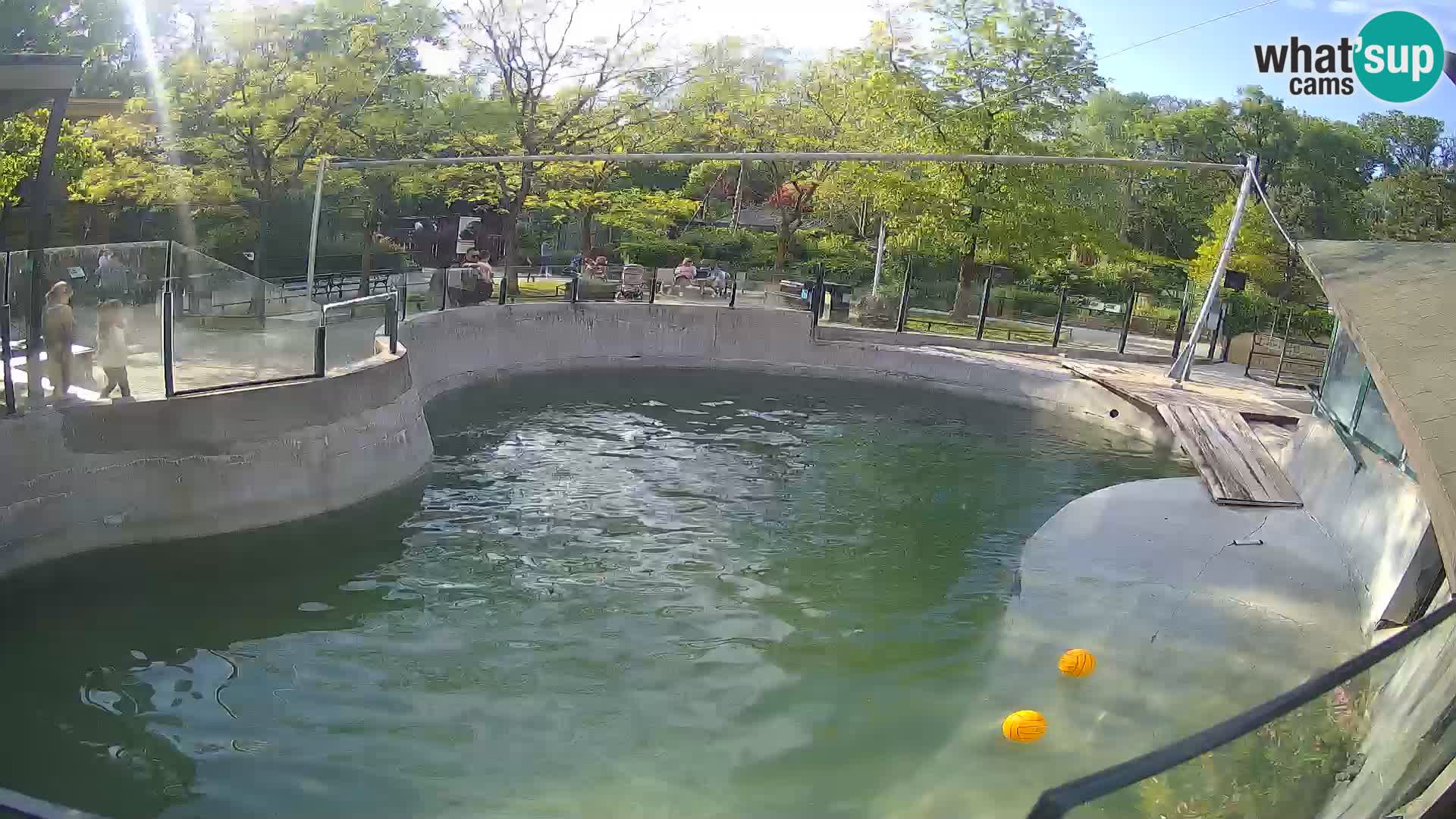 Zoo Zagreb –  León marino de California