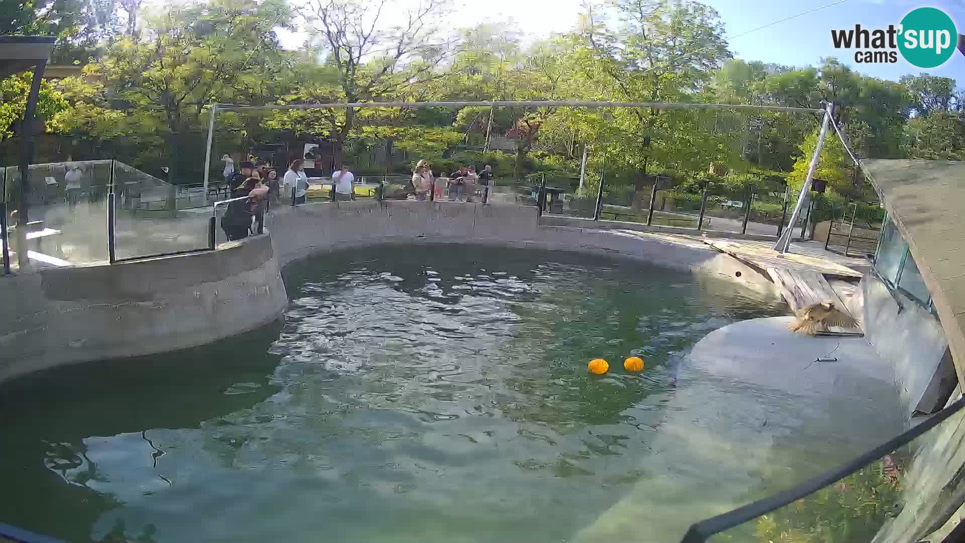 Zoo Zagreb – Kalifornijski morski lav