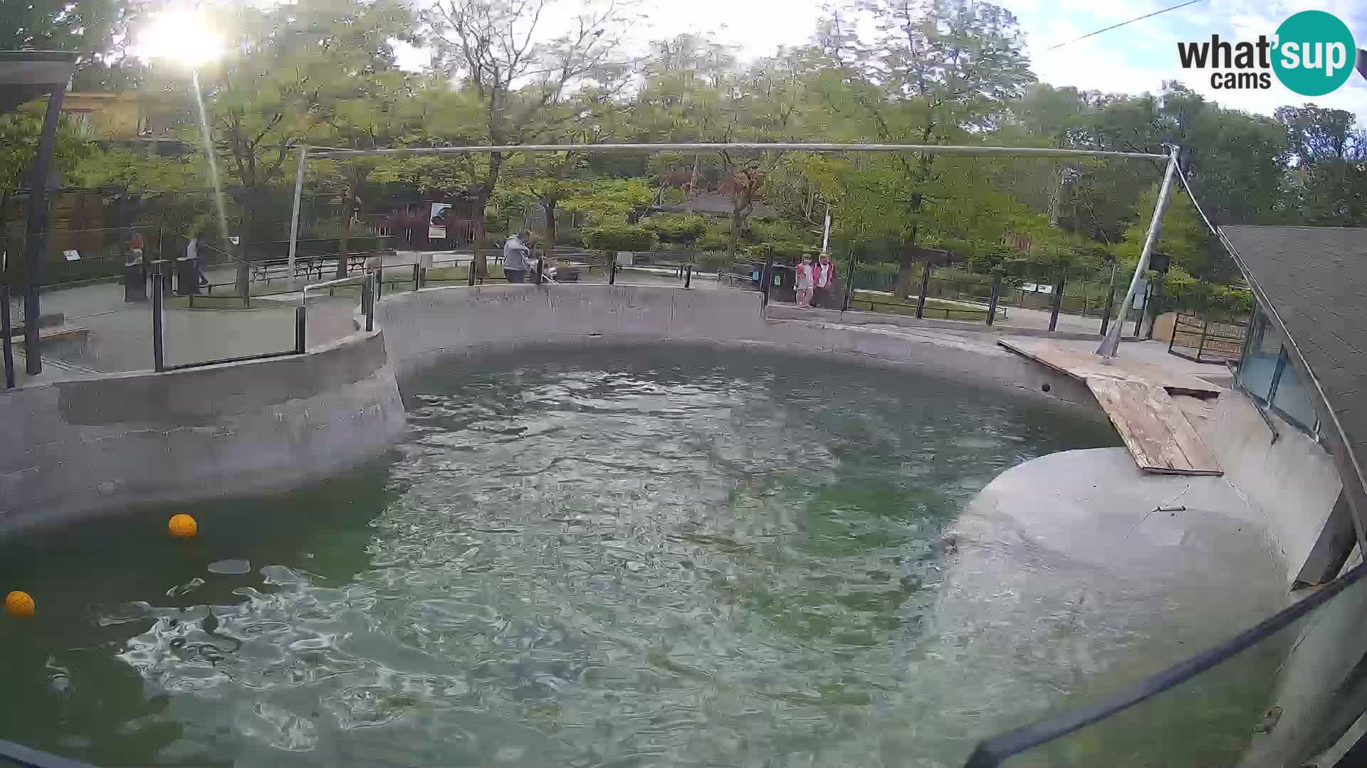 Zoo Zagreb – Kalifornijski morski lav