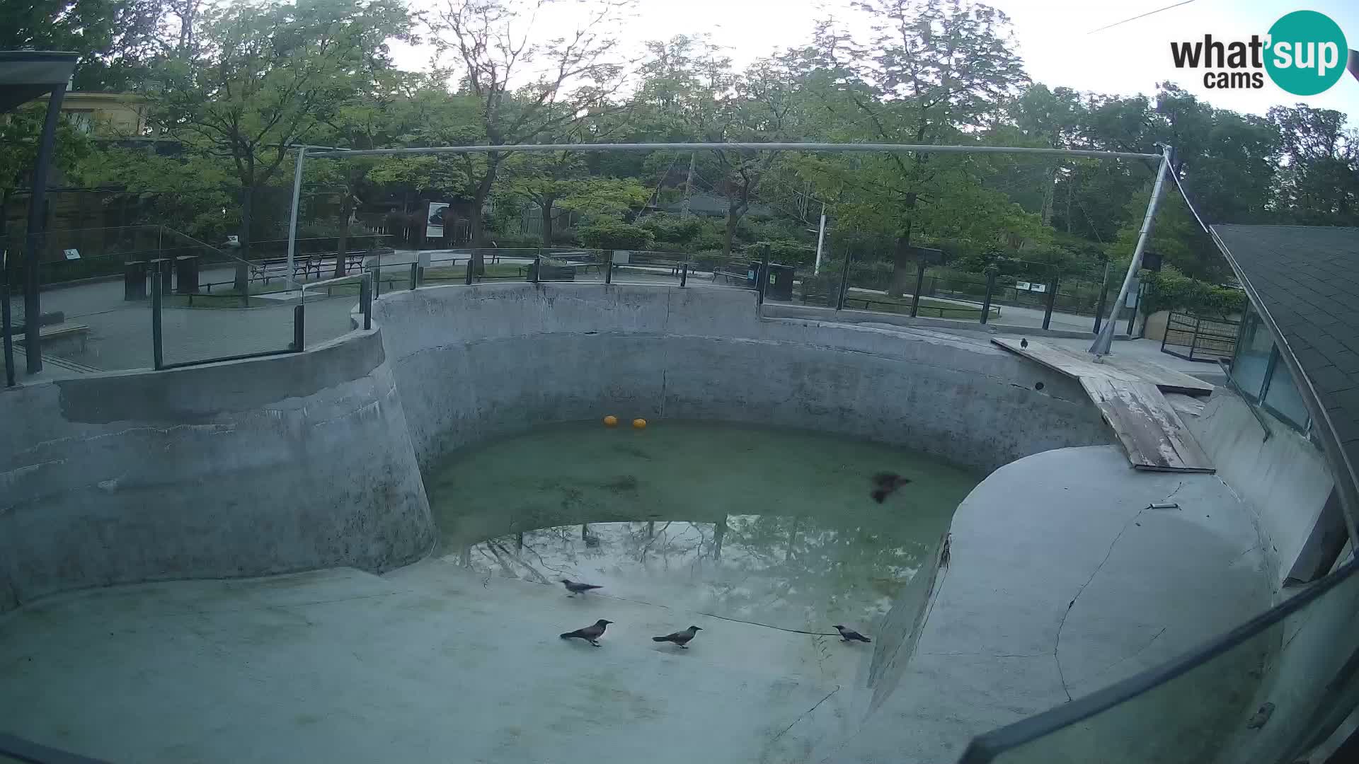 Zoo Zagreb – Kalifornijski morski lav