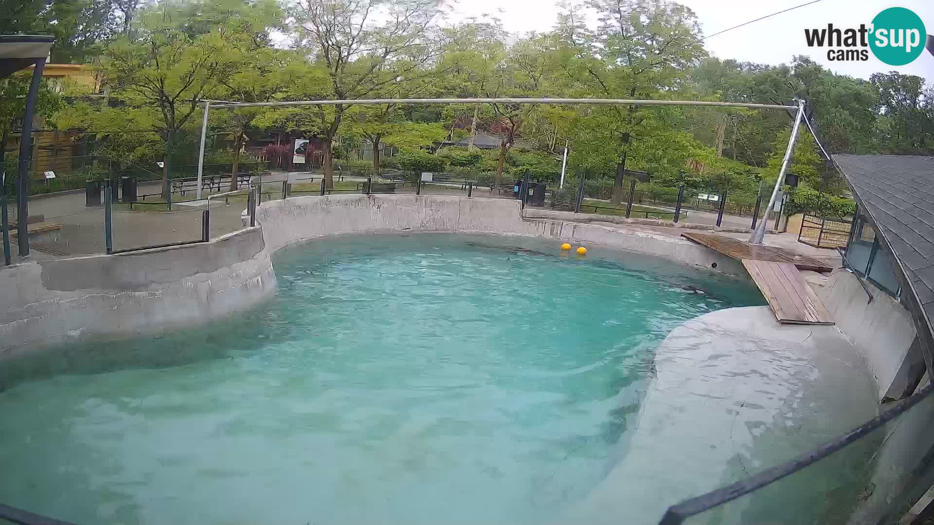 Zoo Zagreb –  León marino de California