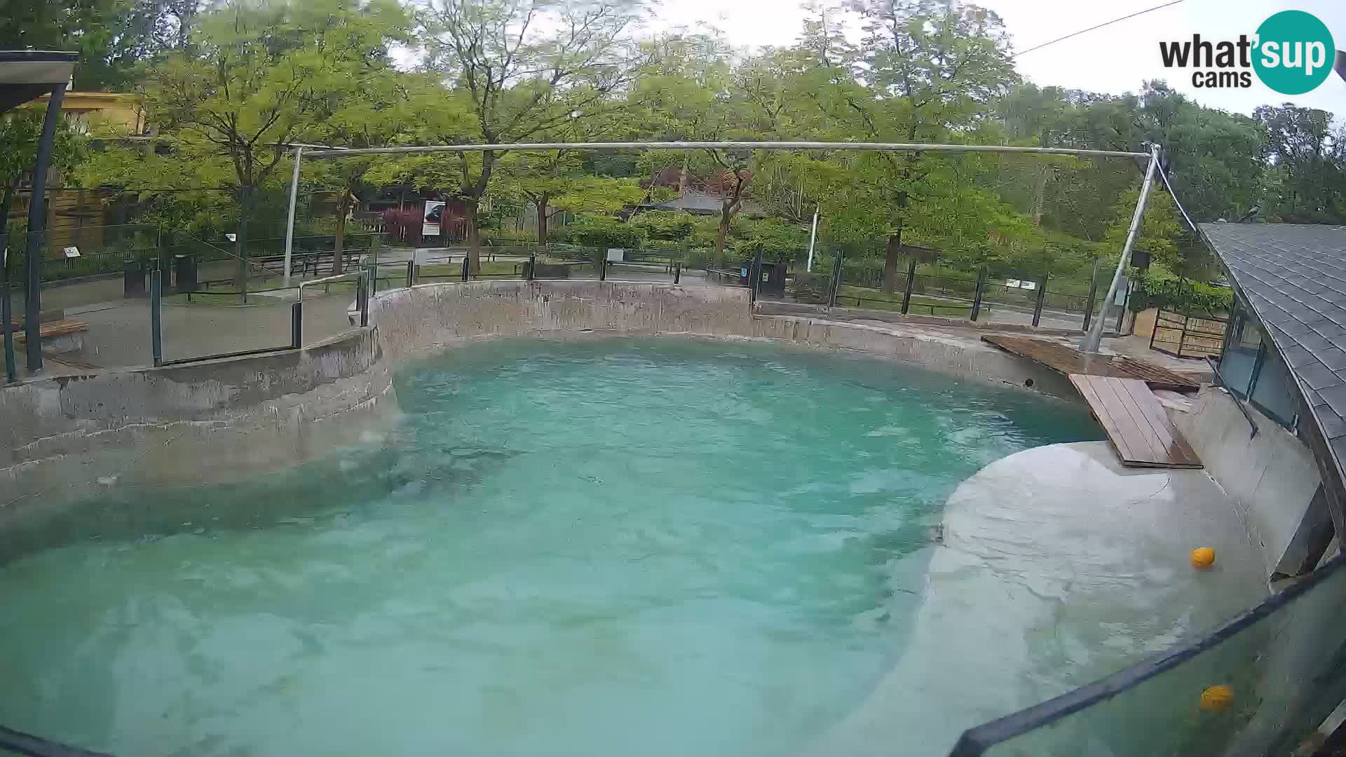 Zoo Zagreb –  León marino de California