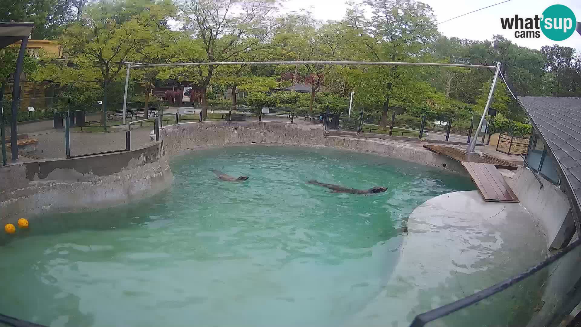 Zoo Zagreb –  León marino de California