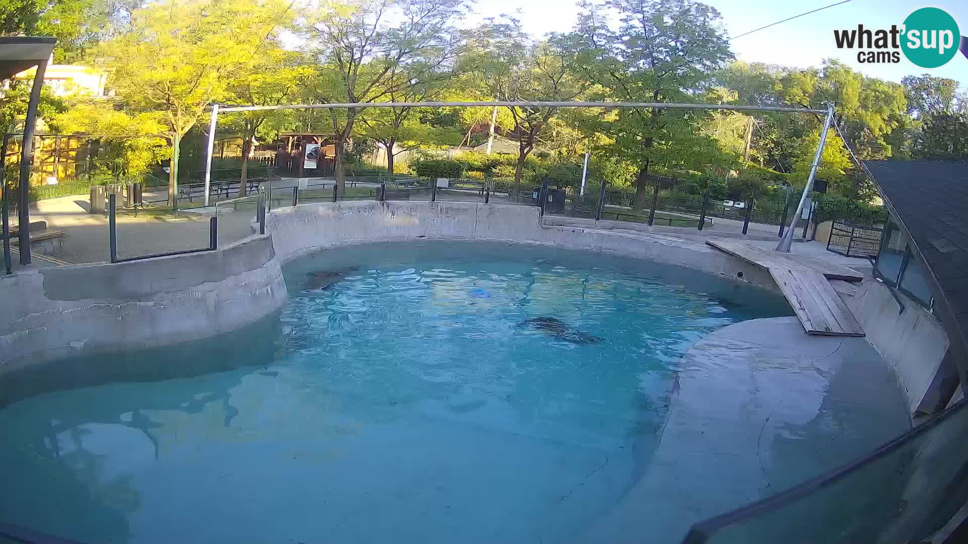 Zoo Zagreb –  León marino de California