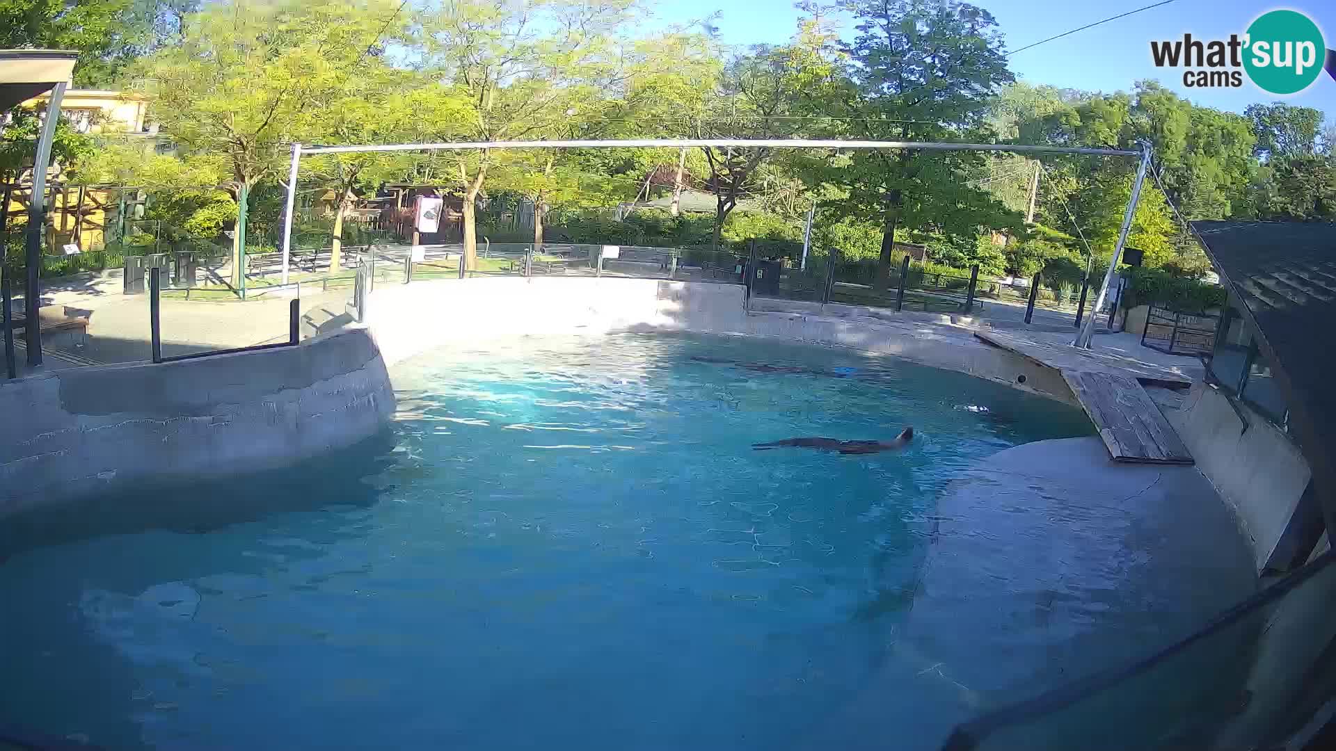 Zoo Zagreb –  León marino de California