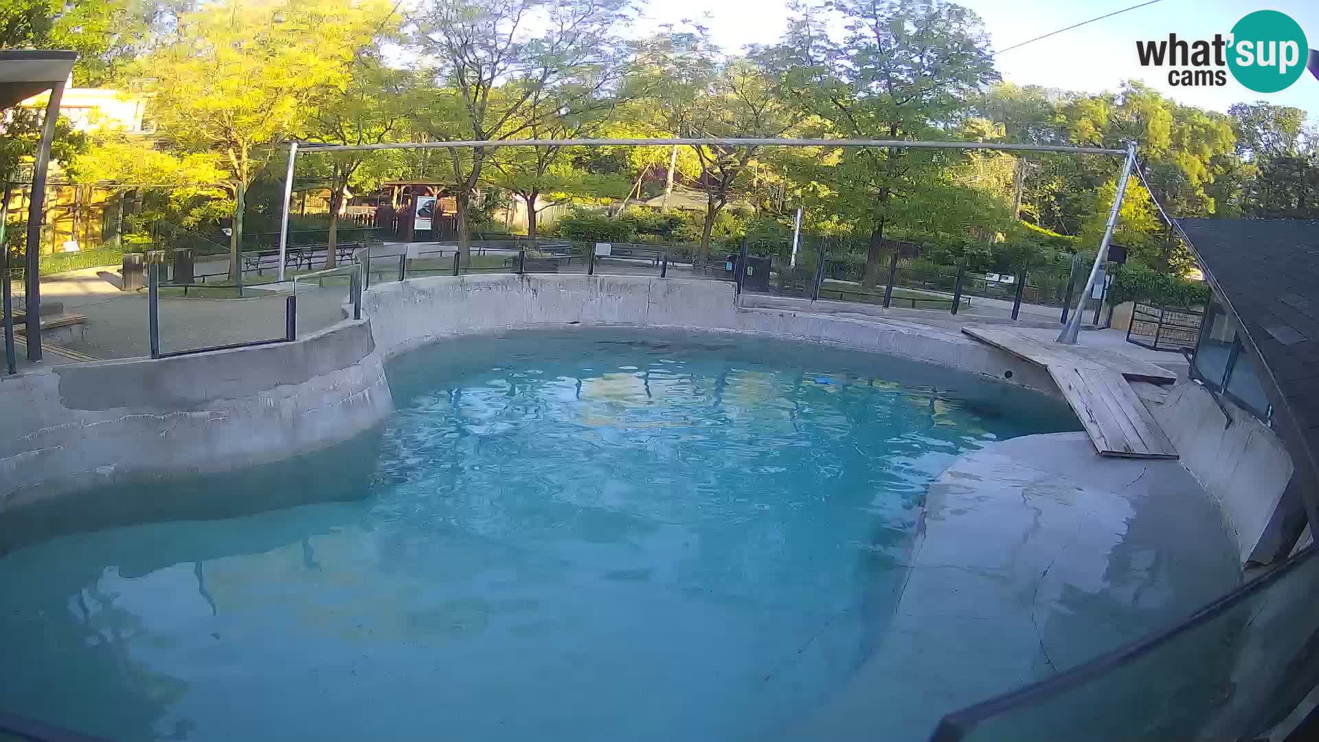 Zoo Zagreb – California Sea Lion